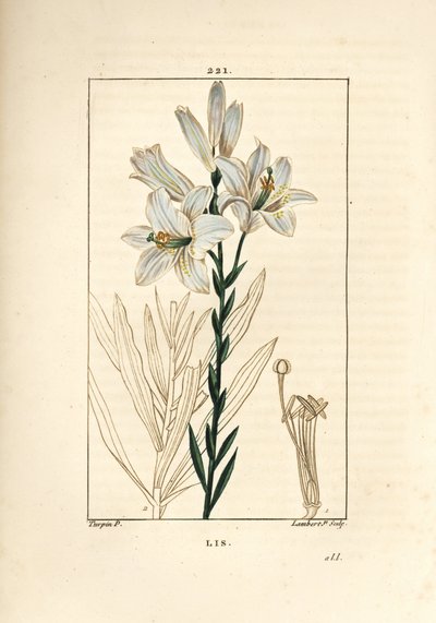 Lys blanc ou lys de la Madone - Pierre Jean Francois Turpin