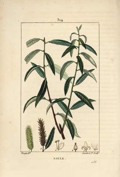 Saule blanc ou argenté, Osier blanc - Saule blanc, Salix alba, avec feuille, fleur, chatons mâles et femelles, fruit et graine. Gravure au pointillé colorée à la main par Lambert Junior d
