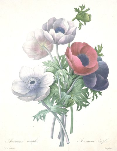 Anémone simple, Anemone simplex, gravée par François Langlois, de Choix des Plus Belle Fleurs et des Plus Beaux Fruits - Pierre Joseph (after) Redoute