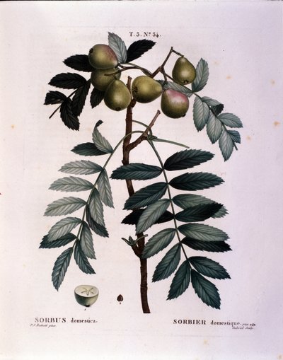 Botanique : branche de cormier (Sorbus domestica) Planche tirée de « Nouveau Duhamel du Monceau ou Traité des Arbres et Arbustes Cultivés en France » Aquarelle de Pierre Joseph Redouté (1759-1840) 1819 - Pierre Joseph (after) Redoute