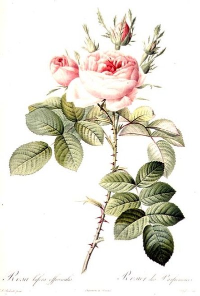 Rosa Bifera Officinalis, gravée par Langlois, publiée par Remond - Pierre Joseph (after) Redoute