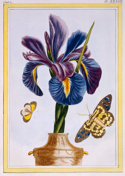 Iris commun avec papillons, pub. 1776 - Pierre Joseph Buchoz