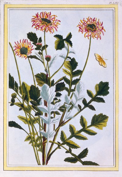Arcotis éthiopienne (Lys africain), vers 1766 (gravure coloriée à la main) - Pierre Joseph Buchoz