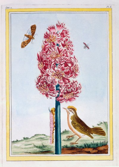Jacinthe, vers 1766 (gravure en couleur) - Pierre Joseph Buchoz