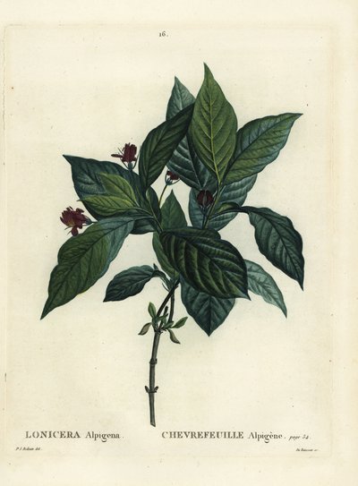 Chèvrefeuille alpin (Lonicera alpigena) - Pierre Joseph Redouté