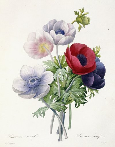 Anémone simple, de "Choix des Plus Belles Fleurs et des Plus Beaux Fruits" par Pierre Joseph Redouté, 1829 - Pierre Joseph Redouté