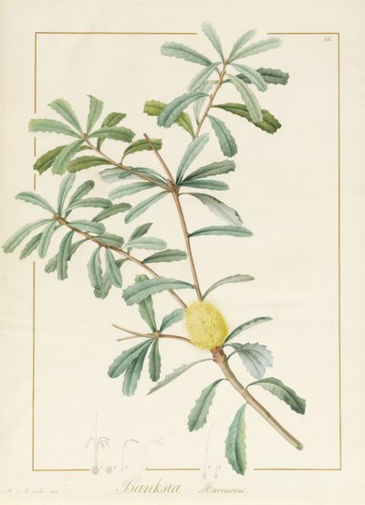 Banksia Marcescens, 1813 - Pierre Joseph Redouté