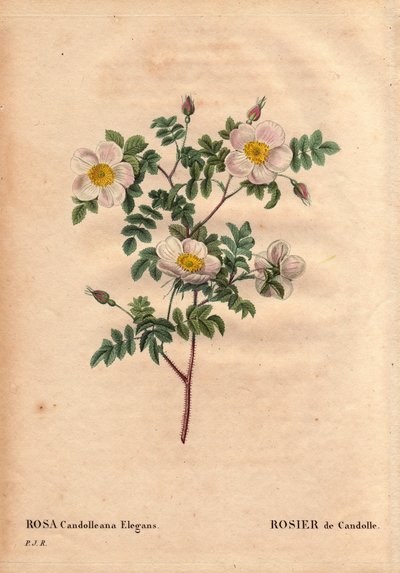 Planche botanique, Fleur, Rose Variété : Rose blanche de Candolle ou Rose de Candolle (Rosa candolleana elegans). Rose sauvage, découverte en Europe du Sud et nommée De Candolle en 1819. Dans « Les Roses », Volume 2 par Pierre Joseph Redouté (1759-1840) - Pierre Joseph Redouté