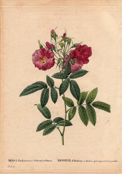 Planche botanique, Fleur, Rose Variété : Rose Hudson à fleurs presque en Corymbe (Rosa hudsonia subcorymbosa), d