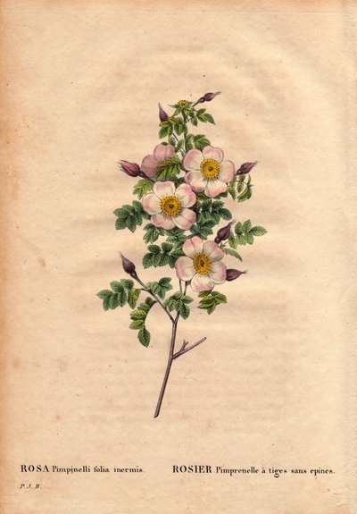 Planche botanique, Fleur, Rose Variété : Rose Pimprenelle à tiges sans épines (Rosa pimpinellifolia inermis). Dans « Les Roses », Volume 2 par Pierre Joseph Redouté (1759-1840) - Pierre Joseph Redouté