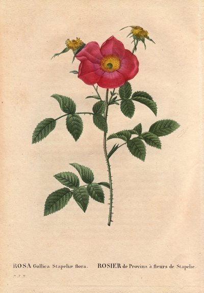 Planche botanique, Fleur, Rose Variété : Rose de Province avec Stapelia en fleur (Rosa Gallica Stapeliae flora), espèce probablement éteinte. Dans « Les Roses », Volume 2 par Pierre Joseph Redouté (1759-1840) - Pierre Joseph Redouté