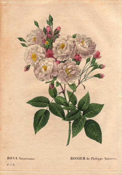 Planche botanique, fleur, rose variété : Rose de Philippe noisette (Rosa noisettiana). Espèce hybride de rose moschata chinensis cultivée aux États-Unis par John Champney et introduite en France par Philippe Noisette en 1814. Dans « Les Roses », Volume 2 p - Pierre Joseph Redouté