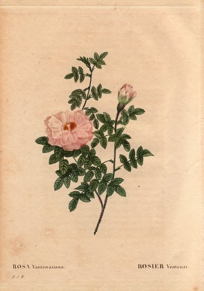 Planche botanique, Fleur, Rose Variété : Rose Ventenat. (Rosa ventenatiana), origine inconnue. Dans « Les Roses », Volume 2 par Pierre Joseph Redouté (1759-1840) - Pierre Joseph Redouté