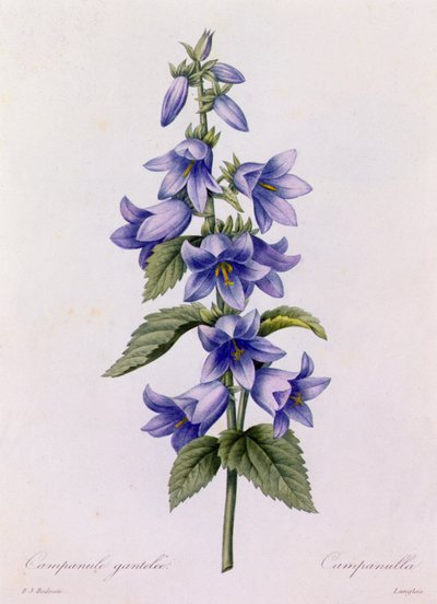 Campanule - Pierre Joseph Redouté
