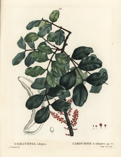 Caroubier, Ceratonia siliqua. Gravure en stipple colorée à la main par Mixelle l