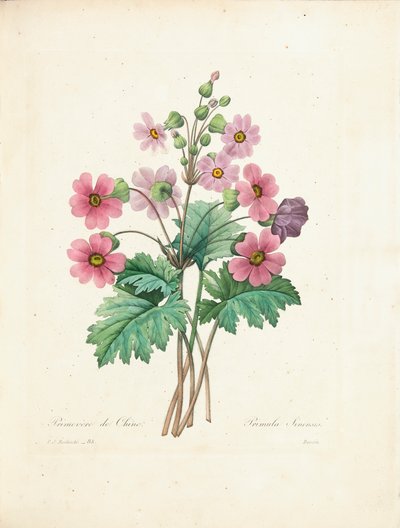 Primevère chinoise, gravée par Bessin, de 