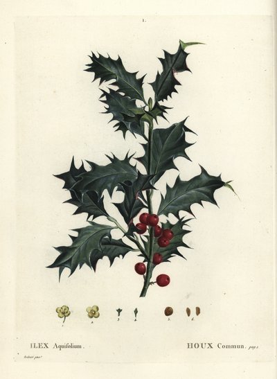 Houx commun, Ilex aquifolium. Gravure en manière de crayon d