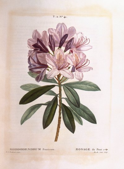 Rhododendron commun, Henry Louis Duhamel du Monceau, planche botanique par Pierre Joseph Redouté - Pierre Joseph Redouté