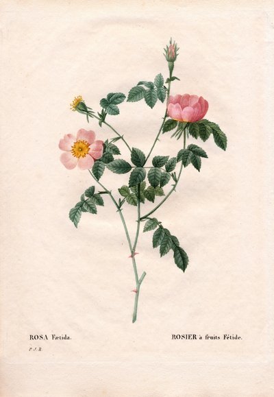 Rose fétide - Pierre Joseph Redouté