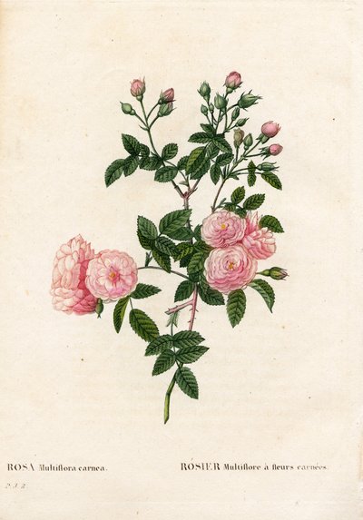 Rose multiflore rose chair, Rosa multiflora var. carnea, Rosier Multiflora à fleurs carnea. Gravure au pointillé colorée à la main de Pierre Joseph Redouté « Les Roses », Paris - Pierre Joseph Redouté