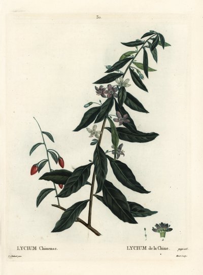 Baie de goji ou lyciet de Chine, Lycium chinense. Gravure en manière noire colorée à la main par Moret d