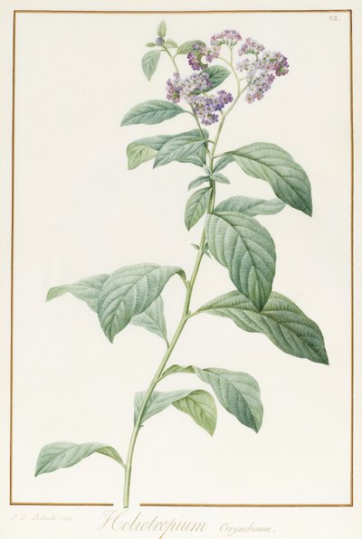 Heliotropium Corymbosurn, 1812 - Pierre Joseph Redouté