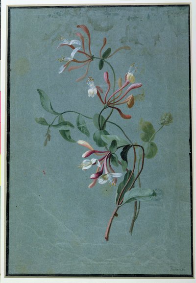 Chèvrefeuille - Pierre Joseph Redouté