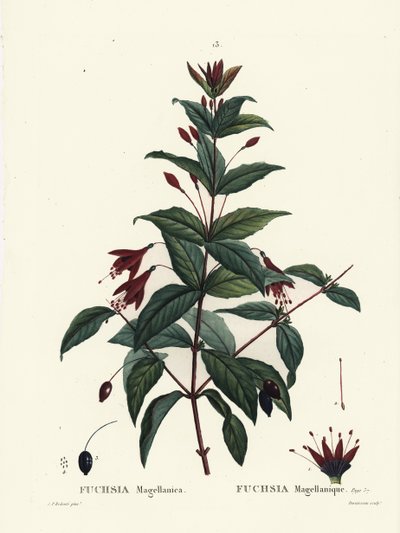 Fuchsia colibri, Fuchsia magellanica. Gravure en manière de crayon par Du Ruisseau d
