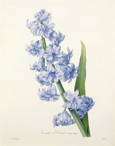 Hyacinthus orientalis (jacinthe commune), gravée par Victor, de 