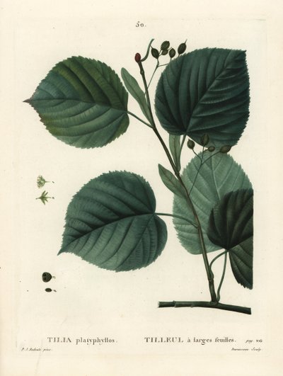 Tilleul à grandes feuilles, Tilia platyphyllos. Gravure en manière de crayon par Du Ruisseau d