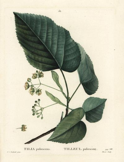 Tilleul, Tilia pubescens. Gravure en couleur par Moret d
