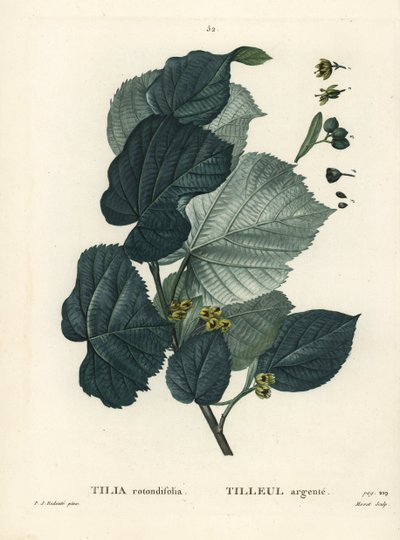 Tilleul, Tilia rotundifolia. Gravure en stipple colorée à la main par Moret d