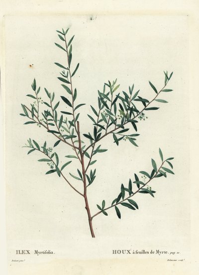 Houx myrte ou dahoon myrte, Ilex myrtifolia. Gravure en couleur par Delaneaux d