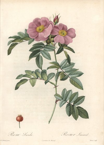Rose de Virginie, avec fleurs roses - Eau-forte de Bessin, d