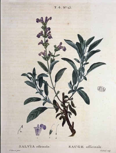 Sauge officinale - dans "Nouveau Duhamel ou traité des arbres et arbustes cultivés en France", dessins de P.J. Redouté et P. Bessa, Paris - Pierre Joseph Redouté