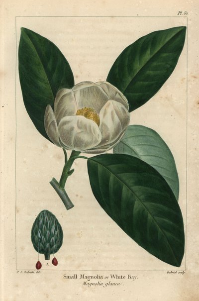 Petit magnolia ou laurier blanc, Magnolia glauca - Pierre Joseph Redouté