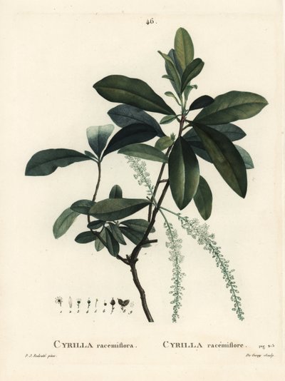 Cyrille des marais, Cyrilla racemiflora. Gravure en couleur par De Gouy d