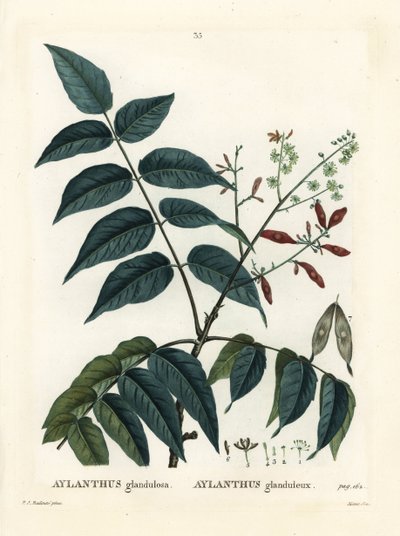 Arbre du ciel, ailanthus ou chouchun, Ailanthus altissima. Gravure en manière de crayon par Moret d