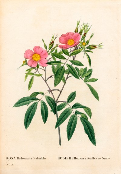 Rose des marais à feuilles de saule, Rosa palustris, Rose de Hudson à feuilles de saule. Gravure en taille-douce coloriée à la main de Pierre Joseph Redouté « Les Roses », Paris - Pierre Joseph Redouté