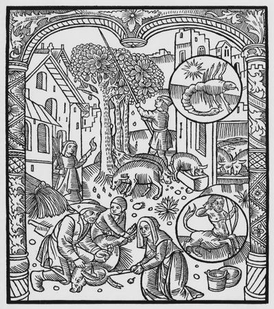 Novembre, tuer le cochon et récolter des glands, Scorpion, illustration de l