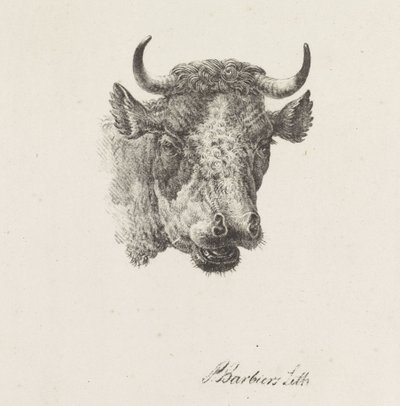 Tête de taureau - Pieter Bartholomeusz. Barbiers