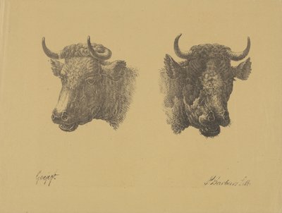 Deux têtes de taureaux - Pieter Bartholomeusz. Barbiers