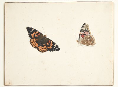 Deux études d