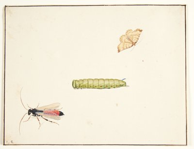 Trois études d