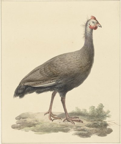 Pintade casquée - Pieter Pietersz. Barbiers