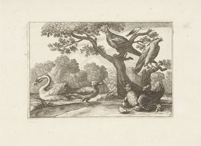 Poulet avec poussins et autres oiseaux - Pieter Schenk (I) (attributed to)