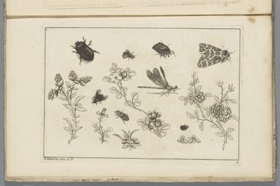 Brindilles de fleurs avec insectes - Pieter Schenk (II)