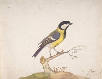 Une mésange charbonnière Parus major perchée sur une branche, 1670-93 - Pieter Withoos