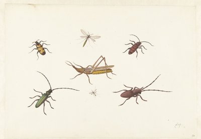 Feuille avec sept insectes différents - Pieter Withoos