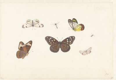 Feuille avec cinq papillons et deux mouches - Pieter Withoos